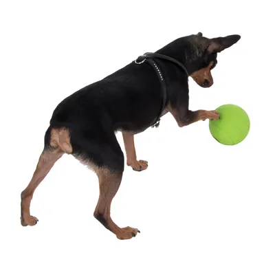 Hund mit schwarzem Geschirr spielt mit einem grünen Ball.