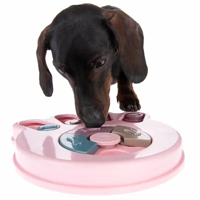 Dachshund playing with a pink interactive toy featuring various compartments and movable parts.
