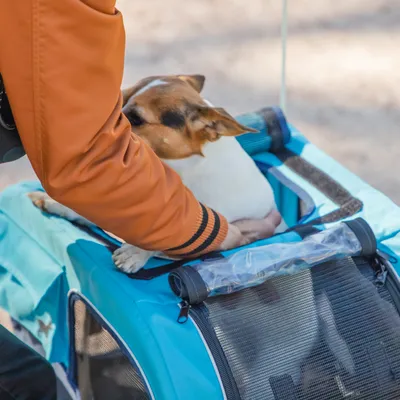 Person hilft einem kleinen Hund, in einen blauen Tiertransportwagen mit Netzfenster einzusteigen.