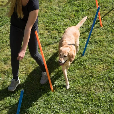 Hund läuft durch einen Agility-Parcours mit farbigen Stangen, begleitet von einer Person. Demonstration der Nutzung eines Trainingssets für Hunde.