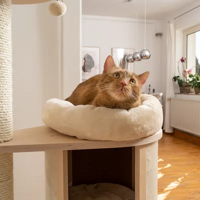 Kratzbaum mit beigem Plüschbett und Sisal-Seil, Katze liegt entspannt auf der oberen Plattform. Modernes Wohnzimmer im Hintergrund.