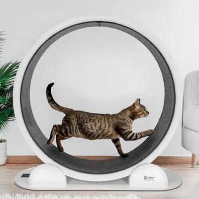 Laufendes Katzenrad mit grauer Lauffläche und weissem Rahmen. Katze demonstriert Nutzung des Produkts. Marke: Modern Living.