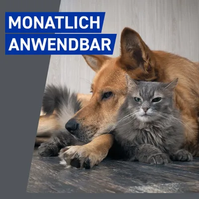 Frontline® Spray für Hund & Katze