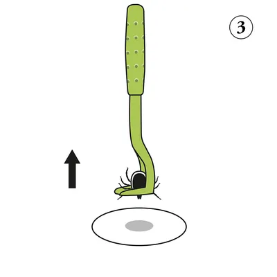 Illustration av användning av en grön fästingborttagare. Fästingen greppas med verktyget och tas bort med en uppåtgående rörelse.