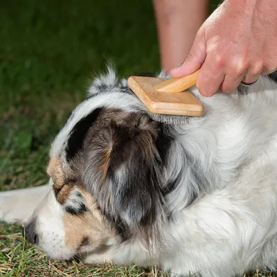 A hand brushes a dog's coat with a wooden brush. Demonstration of coat care with a grooming tool.