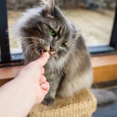 Person feeding a treat directly by hand to a long-haired cat, demonstrating hand-feeding method for pet treats or supplements.