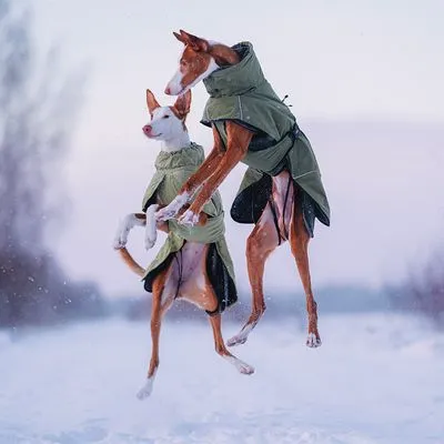 Dois cães de pelo curto a usar casacos verdes com gola alta, em ambiente de neve. Os casacos cobrem o tronco e parte das patas dianteiras dos cães.