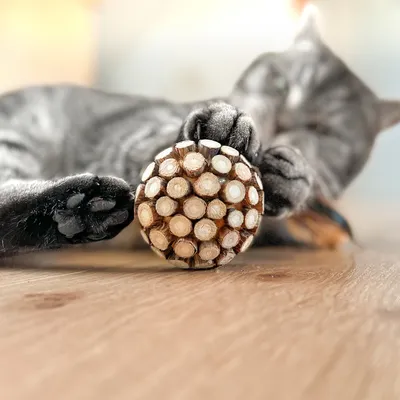 Сива котка играе с кръгла дървена играчка върху дървен под.