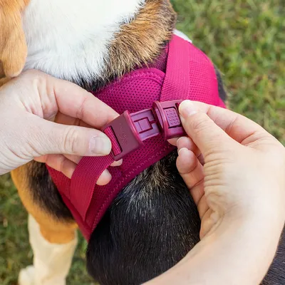 Red dog harness with click fastener being put on. Hands show how the fastener is closed.