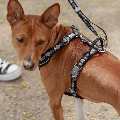 Hund mit schwarzem Geschirr und Leine, verziert mit geometrischen Mustern. Geschirr mit Schnallen und Metallring für sichere Befestigung.