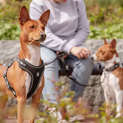 Hund mit schwarzem Geschirr und reflektierenden Streifen, daneben ein weiterer Hund an der Leine. Hintergrund: Person auf einer Bank in Freizeitkleidung.