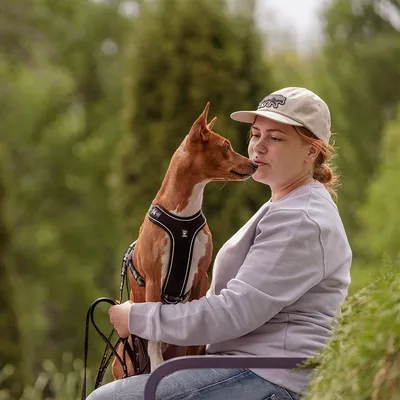 Hund mit schwarzem Geschirr sitzt auf dem Schoss einer Person im Freien.