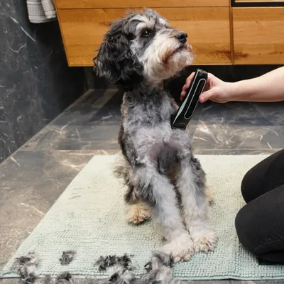 Hund wird mit einer elektrischen Schermaschine gepflegt, Fellreste auf Teppich sichtbar.