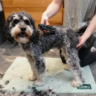 Hund wird mit einem elektrischen Trimmer auf einer grünen Matte gepflegt. Person hält den Trimmer, der eine digitale Anzeige zeigt.
