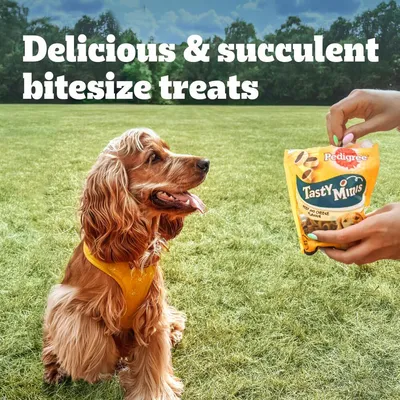 Hand holding a pack of Tasty Minis beef and cheese flavour treats with text: Delicious & succulent bitesize treats. Dog sitting on grass looking at the treats.