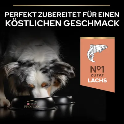 Perfekt zubereitet für einen köstlichen Geschmack. Nr. 1 Zutat Lachs. Purina Pro Plan Napf mit Hund beim Fressen.