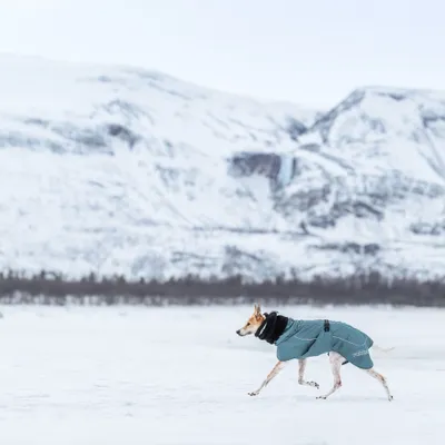 Hund trägt blauen Wintermantel mit schwarzem Kragen im Schnee. Mantel mit sichtbarem Verschluss und reflektierenden Nähten. Hund trägt blauen Wintermantel mit schwarzem Kragen im Schnee. Mantel mit sichtbarem Verschluss und reflektierenden Nähten.
