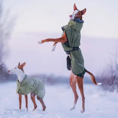 Zwei Hunde tragen grüne Wintermäntel mit reflektierendem Streifen und spielen im Schnee. Aufschrift 'non-stop' auf dem Mantel sichtbar. Zwei Hunde tragen grüne Wintermäntel mit reflektierendem Streifen und spielen im Schnee. Aufschrift 'non-stop' auf dem Mantel sichtbar.