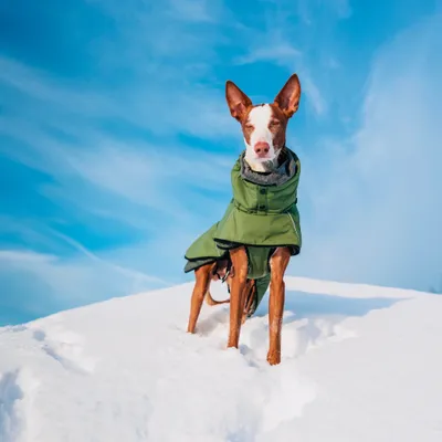 Hund trägt grünen Wintermantel im Schnee, zeigt Passform und Schutz des Mantels bei kaltem Wetter. Hund trägt grünen Wintermantel im Schnee, zeigt Passform und Schutz des Mantels bei kaltem Wetter.