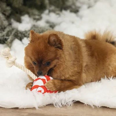 Small dog playing with a red-and-white striped ball toy with a rope on a white carpet. Small dog playing with a red-and-white striped ball toy with a rope on a white carpet.