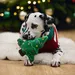 Beeztees Hundespielzeug Weihnachtsbaum