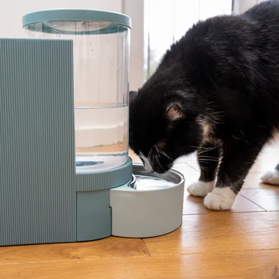 Schwarze Katze trinkt aus einem modernen Wasserspender mit transparentem Tank und grauer Schale auf Holzboden.