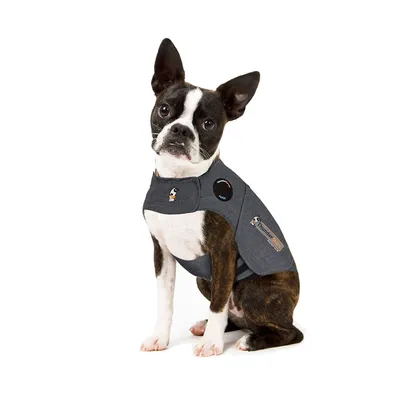 Small black and white dog wearing a grey ThunderShirt vest with visible ThunderShirt logo and patch reading 'ThunderShirt by ThunderWorks'. Dog is sitting facing forward.
