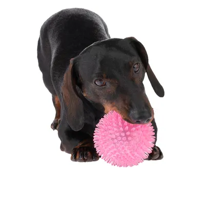 Chien noir tenant une balle rose à picots en plastique dans sa gueule, sur fond blanc. Jouet visible pour chien.