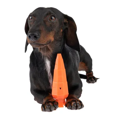 Bassotto con gioco arancione a forma di cono, adatto per gioco interattivo o addestramento.