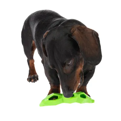 Hund bruger grønt interaktivt legetøj, der indeholder foder eller snacks.