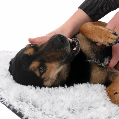 Hund liegt auf einer weissen, flauschigen Matte und wird von Händen gestreichelt.