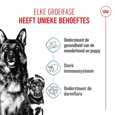 Royal Canin Maxi Starter Mother & Babydog Hondenvoer Royal Canin Maxi Starter Mother & Babydog Hondenvoer