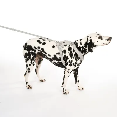 Dalmatien avec harnais et laisse gris, montre l’ajustement et l’utilisation du harnais.