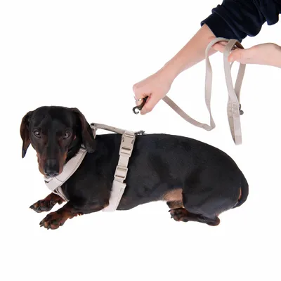 Hund mit beige Geschirr, das von einer Hand mit passender Leine befestigt wird. Demonstration der Nutzung des Geschirrs und der Leine.