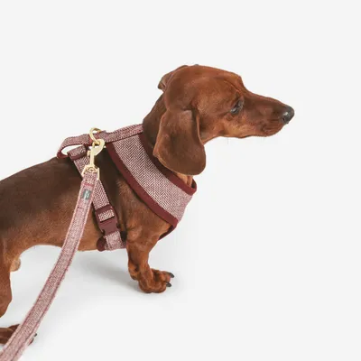 Brauner Hund mit rot gemustertem Geschirr und passender Leine, goldener Karabinerhaken sichtbar.