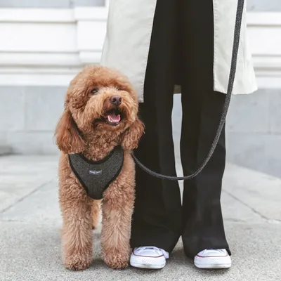 Dog with grey harness and lead, standing next to a person in black trousers and white shoes.