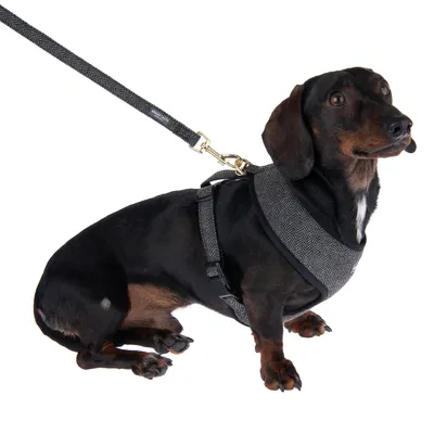 Dog with grey harness and matching fabric lead with herringbone pattern, gold carabiner visible.