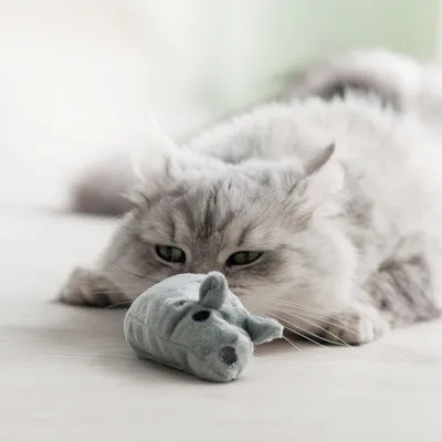 Chat à poils longs allongé au sol avec une souris en peluche grise devant lui. La matière de la peluche semble être du tissu doux.