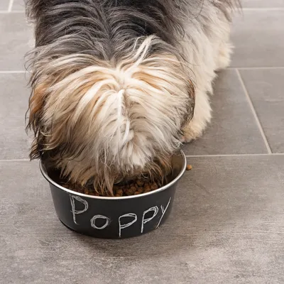 Koira syö kupista, jossa lukee 'Poppy'.