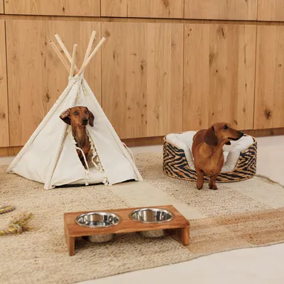 Hund in weißem Tipi-Zelt und Hund neben rundem Tierbett mit Zebramuster. Holzständer mit zwei Edelstahlnäpfen auf Teppichboden.