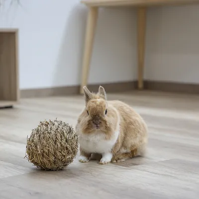 Pequeño conejo marrón junto a una pelota de heno trenzado sobre suelo de madera.