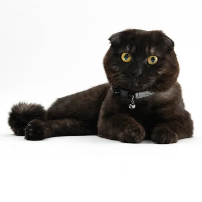 Černá kočka s krátkýma ušima nosí černý obojek se stříbrným přívěskem ve tvaru zvonku.