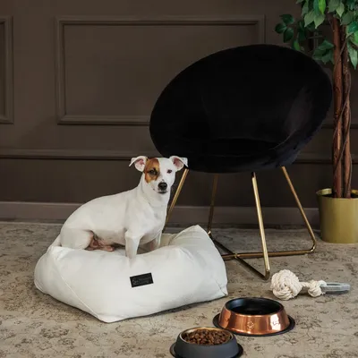 Hundebett in Weiß mit schwarzem Label, daneben Futternäpfe aus Metall und Kunststoff sowie ein weißes Seilspielzeug. Hintergrund: schwarzer Stuhl und Pflanze.