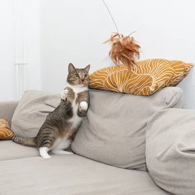 Chat tigré sur un canapé beige jouant avec une canne à plumeau marron suspendue au-dessus d’un coussin jaune à motifs blancs.