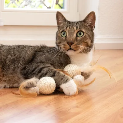 Gato blanco y marrón juega con un juguete de cuerda y plumas sobre un suelo de madera.