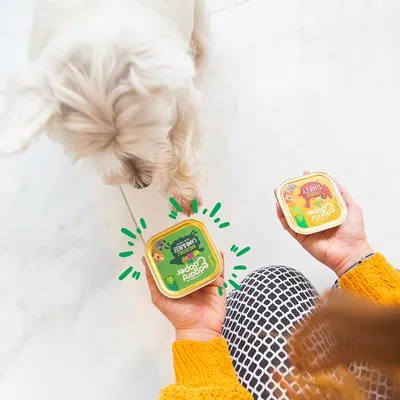 Petit chien blanc devant deux barquettes de nourriture pour chien, marque Cooper, saveurs Jungle Beef et Jungle Turkey, tenues par une personne en pull jaune.