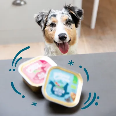 Deux barquettes individuelles de nourriture pour chien, une avec étiquette bleue et l’autre rose, posées sur une table devant un chien à poil noir et blanc.