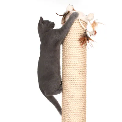 Grå kat klatrer på højt kradsetræ af lyst sisalreb med fastgjorte legetøjsmus og fjer øverst. Katten demonstrerer produktets brug.