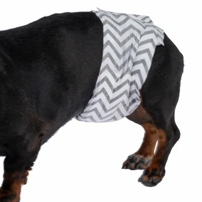 Dog wearing a grey and white striped nappy with zigzag pattern, suitable for incontinence or hygiene.