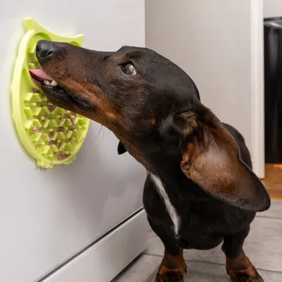 Hund slikker på en grøn, bikubeformet slikkemåtte, som er fastgjort til en glat overflade.